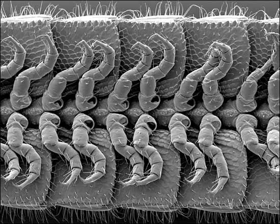 Most leggy millipede rediscovered 