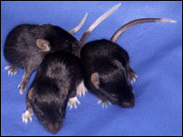 Spotty mice flout genetics laws 
