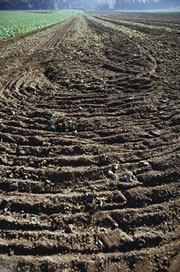 Superbugs abound in soil