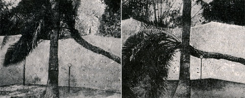 The Faridpur 'Praying' Palm; the left showing the image in the morning; the right, position in afternoon. &copy; The Bose Research Institute, Calcutta
