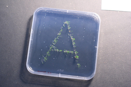 living letter :: 'a' growing