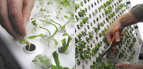 Aeroponic plants, Image credit: AgriHouse, Inc.