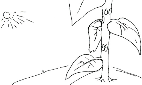 drawing by Howard Boland © c-lab 2007 drawing by Howard Boland © c-lab 2007