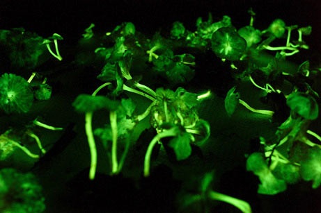 biolumiscent fungi, Photograph by Rodrigo Baleia
