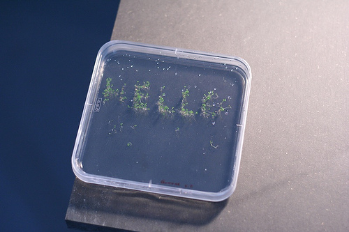 living word :: 'hello' growing