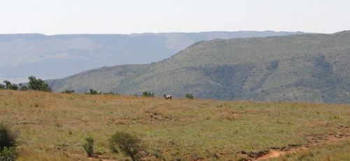 wildlife backdrop outside maropeng © c-lab 2007 wildlife backdrop outside maropeng © c-lab 2007