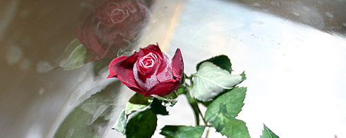 terrestrial rose after exposure to martian parameters © c-lab 2007