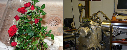 terrestrial roses and biochamber © c-lab 2007