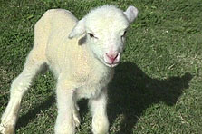 japanese poodle, image credit: AAP japanese poodle, image credit: AAP