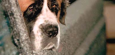 A St Bernard suffers from separation anxiety as it waits for its master, image credit, Dan Young/Marshfield News-Herald/AP A St Bernard suffers from separation anxiety as it waits for its master, image credit, Dan Young/Marshfield News-Herald/AP