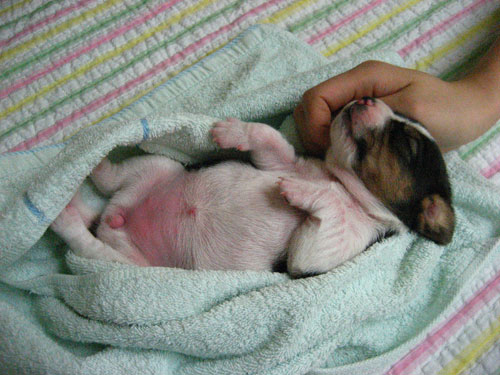 Ruppy the transgenic puppy at 10 days old