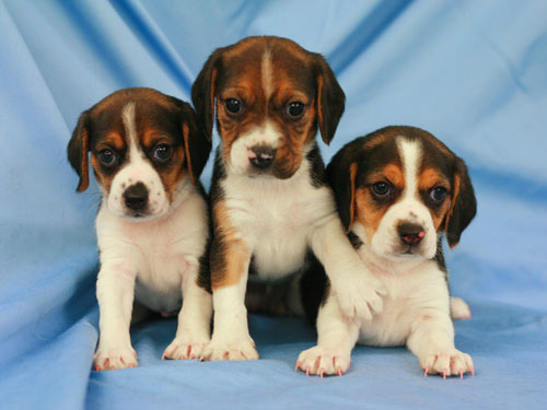Ruppy's puppys.