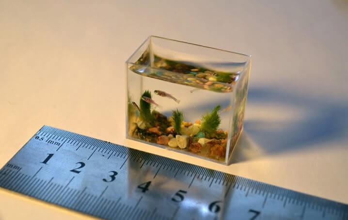 What is the world’s smallest fish?