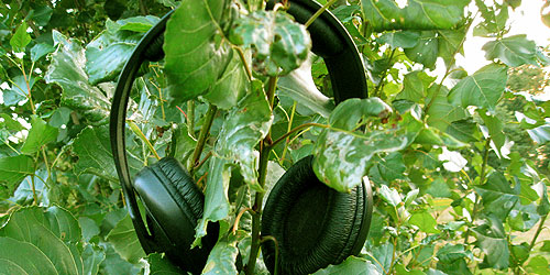 plants listening to plant songs © c-lab 2007