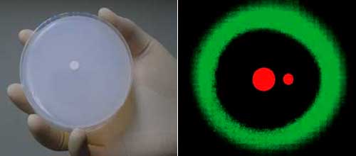 (left) Petridish with Colonies, (right) Ring Pattern created