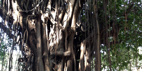 Lush vegetation, IIT Bombay, Mumbai, 2012