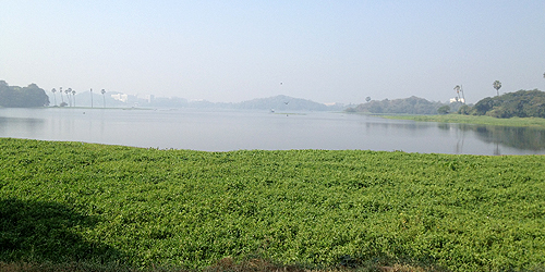 Powai lake, IIT Bombay, January 2012
