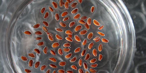 Seeds, IIT Bombay, January 2012