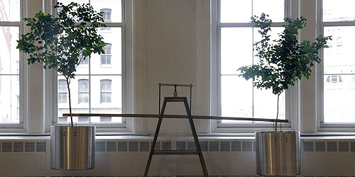 Tree Balance, Environmental Health Clinic
