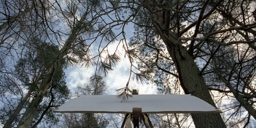 Tree Drawings, Tim Knowles