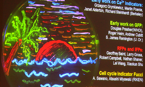 Professor Roger Y Tsien Lecture (Photo: c-lab 2011)