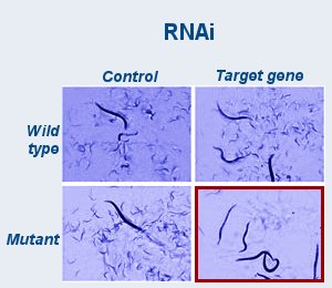 Single genes are inactivated by RNAi