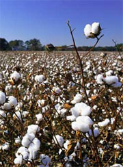 Transgenic cotton drives insect boom