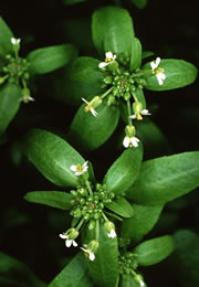 Stressed-out plants warn their offspring