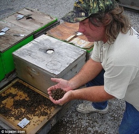 Tens of millions of Florida bees drop dead in one day