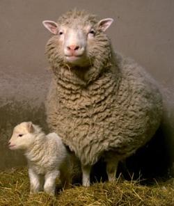 Dolly, the cloned sheep, Roslin Image Library