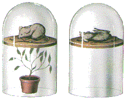 mouse experiment