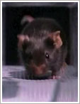 GM marathon mice break distance records