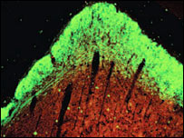 Nanotech helps blind hamsters see 