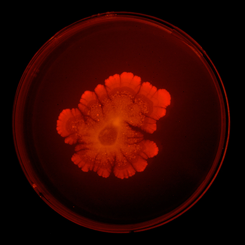 katE sees red with Red Fluorescent Protein (RFP)