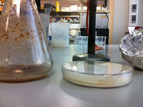 Inoculation step Inoculation step
