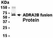 ADRA2B