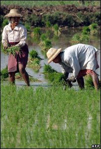 Waterproof rice gene identified 