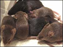 Frozen mice 'have healthy pups' 