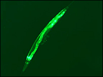 Worm 'could screen new medicines' 