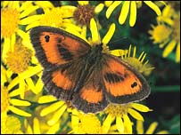 British species migrate northward 
