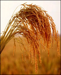 Japan bans 'contaminated' US rice 