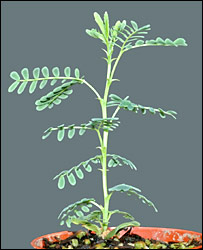 Seeds 200 years old breathe again 