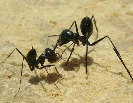 Ants use pedometers to find home