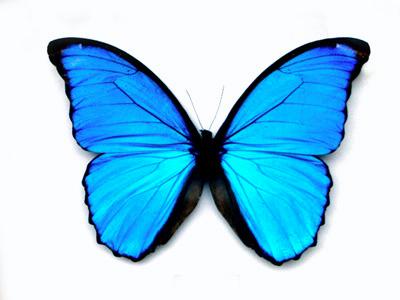 Butterfly wings may inspire new flat panel displays