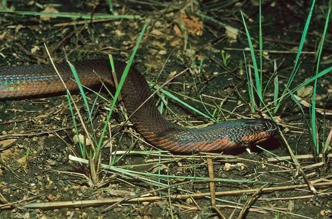 ‘Chameleon' snake can turn white in minutes 
