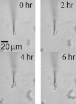 'Electric tweezers' hold precious cells softly