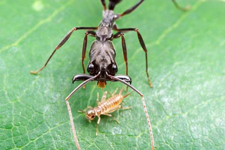 Ant's super-fast bite is a built-in 'ejector seat' 