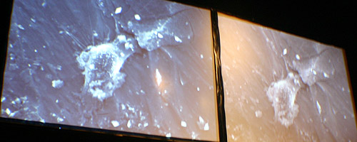 Biojewellery,Toby Kerridge