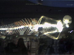 © c-lab 2006, cryptohumanid oceanid