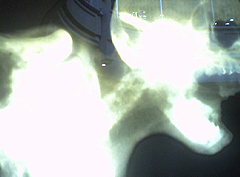 © c-lab 2006, cryptohumanid oceanid's head